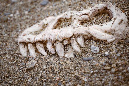 Téléchargez les photos : Os d'un crâne de dinosaure gros plan dans le sable lors d'une fouille archéologique - en image libre de droit