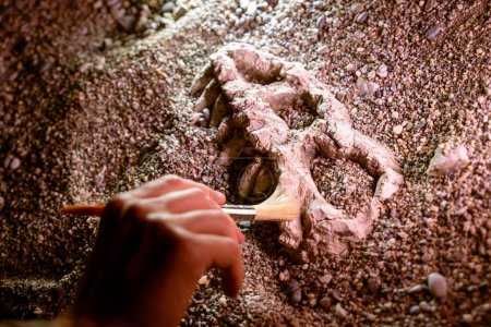 Foto de Arqueólogo paleontólogo cava huesos cráneo de dinosaurio primer plano - Imagen libre de derechos
