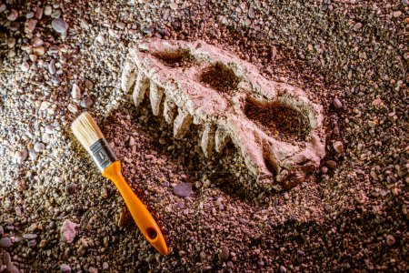 Téléchargez les photos : Os d'un crâne de dinosaure gros plan dans le sable lors d'une fouille archéologique - en image libre de droit