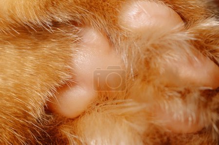 Close up macro shot of an orange or ginger cat paw with cute pale pink pads.