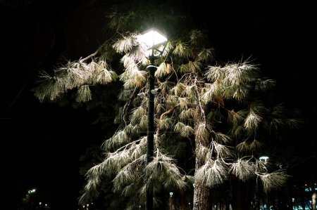 Outdoors shot of pine trees near a street lamp with cold light at night in winter.
