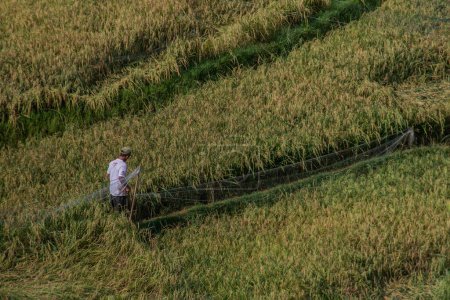 Photo for A farmer checks a net installed over a rice paddy field to repel birds, locusts and other pests in Bogor on January 12, 2023 - Royalty Free Image