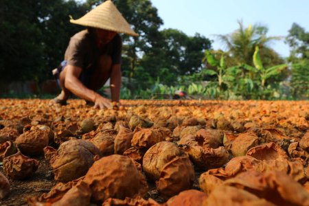 Foto de A workers in Bogor, West Java, Indonesia, dry nutmeg fruit to make essential oil El 27 de agosto de 2020 - Imagen libre de derechos