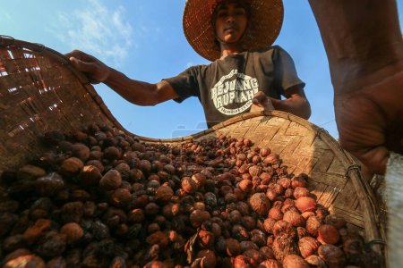 Foto de Un trabajador de Bogor, Java Occidental, Indonesia, traslada frutos de nuez moscada a sacos para la producción de aceites esenciales El 27 de agosto de 2020 - Imagen libre de derechos