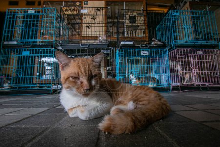 Photo for Cats in Rumah Kucing Parung, a shelter for sick and injured abandoned cats in Bogor, West Java, Indonesia, on May 23, 2023 - Royalty Free Image