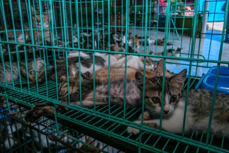 Photo for Cats in Rumah Kucing Parung, a shelter for sick and injured abandoned cats in Bogor, West Java, Indonesia, on May 23, 2023 - Royalty Free Image