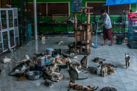 Photo for A cat groomer in Rumah Kucing Parung, a shelter for sick and injured abandoned cats in Bogor, West Java, Indonesia, on May 23, 2023 - Royalty Free Image