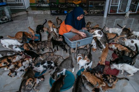 Photo for Dita Agusta gives food to cats on May 23, 2023, in Rumah Kucing Parung, a shelter for sick and injured abandoned cats in Bogor, West Java, Indonesia - Royalty Free Image