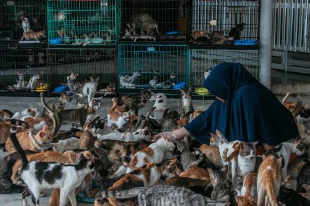 Photo for Dita Agusta gives food to cats on May 23, 2023, in Rumah Kucing Parung, a shelter for sick and injured abandoned cats in Bogor, West Java, Indonesia - Royalty Free Image