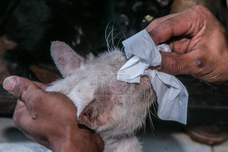 Photo for A cat groomer cleans a cat's eyes in Rumah Kucing Parung, a shelter for sick and injured abandoned cats in Bogor, West Java, Indonesia, on May 23, 2023 - Royalty Free Image