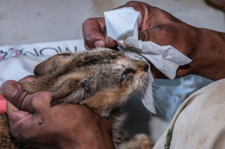 Photo for A cat groomer cleans a cat's eyes in Rumah Kucing Parung, a shelter for sick and injured abandoned cats in Bogor, West Java, Indonesia, on May 23, 2023 - Royalty Free Image