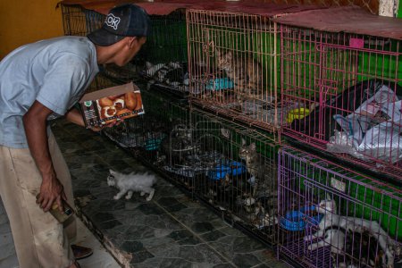 Photo for A cat groomer in Rumah Kucing Parung, a shelter for sick and injured abandoned cats in Bogor, West Java, Indonesia, on May 23, 2023 - Royalty Free Image