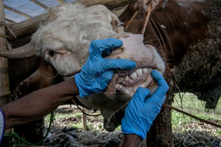 Photo for A veterinarian check health a cow to prevention Lumpy Skin Disease at a livestock market in Bogor, West Java, Indonesia, on Juni 26, 2023 - Royalty Free Image