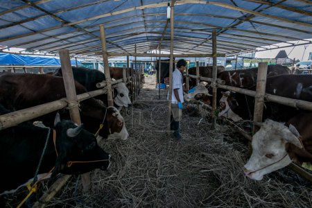 Foto de Un veterinario comprobar la salud de una vaca a la prevención Enfermedad de la Piel Lumpy en un mercado de ganado en Bogor, Java Occidental, Indonesia, en Juni 26, 2023 - Imagen libre de derechos