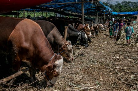 Foto de Los niños alimentan a las vacas en un mercado de ganado en Bogor, Java Occidental, Indonesia, el 26 de junio de 2023, que se venderá para animales sacrificados en las celebraciones de Eid al-Adha. - Imagen libre de derechos