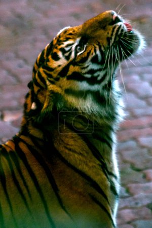 Photo for Portrait of a Sumatran tiger at Taman Safari Indonesia Bogor, West Java, Indonesia, on July 29, 2023. - Royalty Free Image