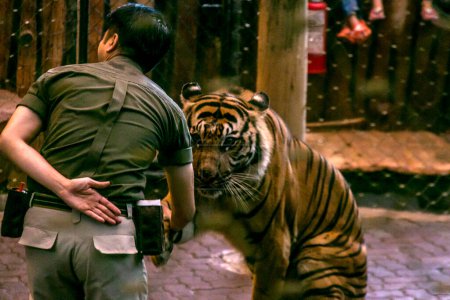 Téléchargez les photos : Bogor, Indonésie - 29 juillet 2023 - Les attractions du tigre de Sumatra divertissent les visiteurs au Taman Safari Indonésie Bogor, Java occidental, Indonésie, à l'occasion de la Journée internationale du tigre qui est célébrée le 29 juillet 2023. - en image libre de droit