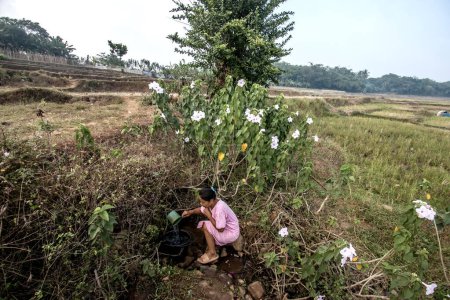 Foto de Bogor, Indonesia - 12 de agosto de 2023: Los residentes de Bogor, Java Occidental, recogieron la infiltración de agua en el arrozal para satisfacer sus necesidades en el hogar debido a la escasez de agua limpia causada por una sequía - Imagen libre de derechos