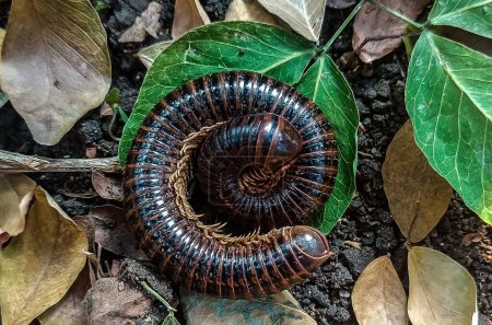 Close-up view of a black-brown striped millipede swirling on a leaf on the ground