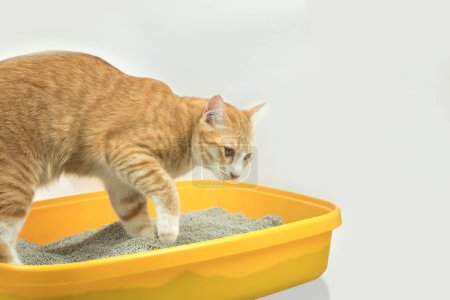 Téléchargez les photos : L'excrétion d'un chat au bac à sable le matin
. - en image libre de droit