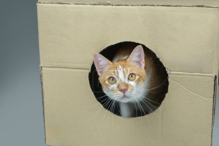 Foto de El gato en la caja de cartón es muy lindo. - Imagen libre de derechos