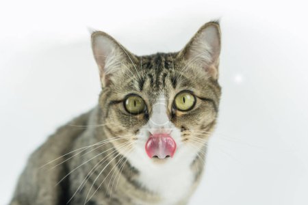 Téléchargez les photos : Image de chat mignon dans un fond blanc. - en image libre de droit