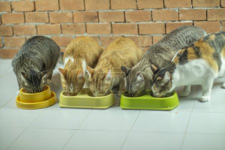 Téléchargez les photos : Les gros chats ont l'air mignons quand ils mangent des aliments. - en image libre de droit