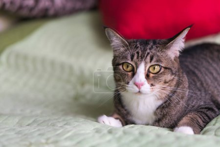 Photo for Cats in thailand on the bedroom. - Royalty Free Image