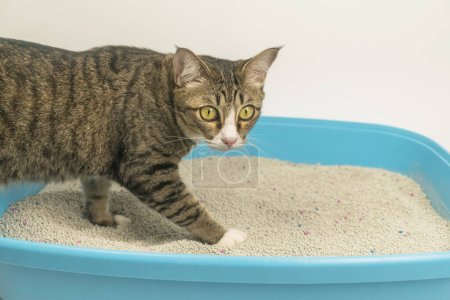 Photo for The excretion of a cat at the sandbox in the morning. - Royalty Free Image