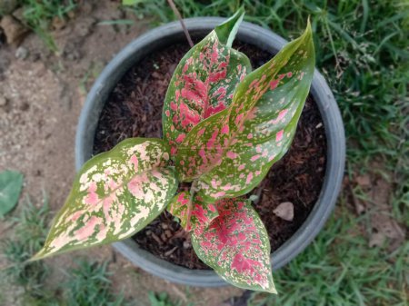 beautiful aglaonema leaves in the pot picture