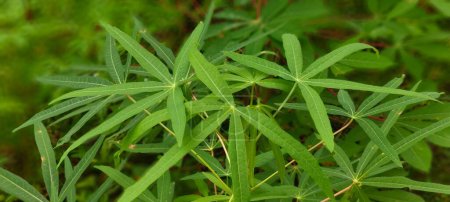 cassava leaves in the garden image