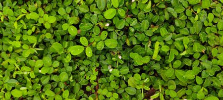 Photo for Beautiful clover leaves background image - Royalty Free Image