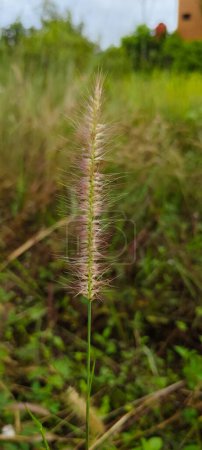 imperata cylindrica wild weeds for ornament image