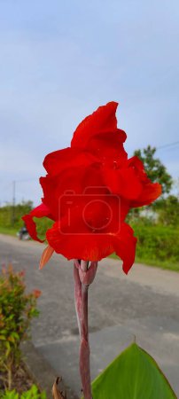 schöne rote Blume auf dem Straßenbild