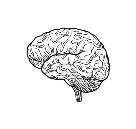 Foto de Cerebro blanco y negro aislado dibujado con líneas. Cerebro humano para pensar. Conocimiento científico en la cabeza. Concepto de salud mental. - Imagen libre de derechos