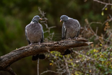 Foto de Columba palumbus - La paloma leñosa es una especie de ave columbiforme de la familia Columbidae. - Imagen libre de derechos