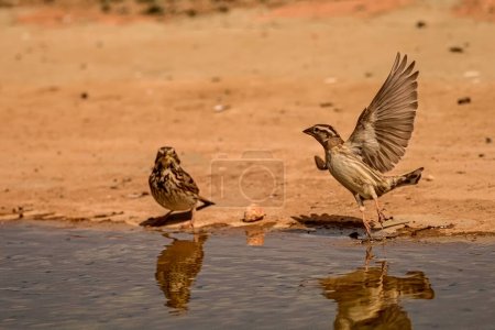 Photo for Whooping Sparrow or Petronia petronia, reflected in the spring. - Royalty Free Image