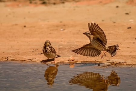 Photo for Whooping Sparrow or Petronia petronia, reflected in the spring. - Royalty Free Image