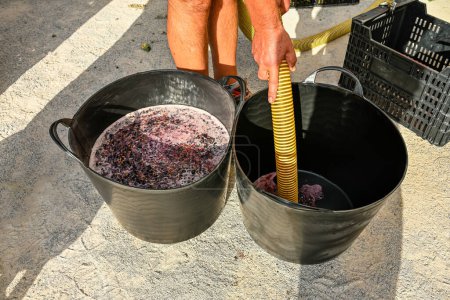 Téléchargez les photos : Rempli de jus de raisin dans un panier en caoutchouc - en image libre de droit