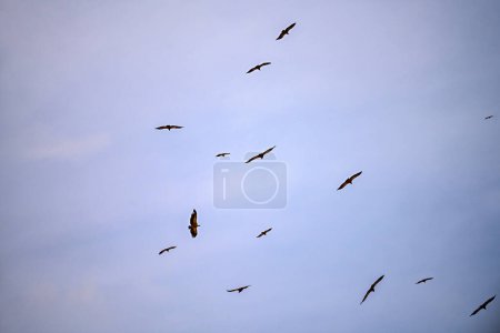 Photo for Group of Griffon Vultures or Gyps fulvus in flight - Royalty Free Image