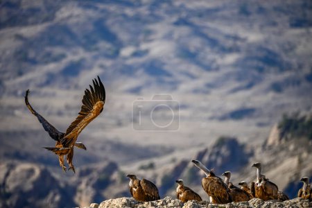 Photo for Griffon vultures or Gyps fulvus perched on the mountain - Royalty Free Image