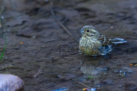 Photo for Common Bunting or Emberiza cirlus, preparing its bath - Royalty Free Image