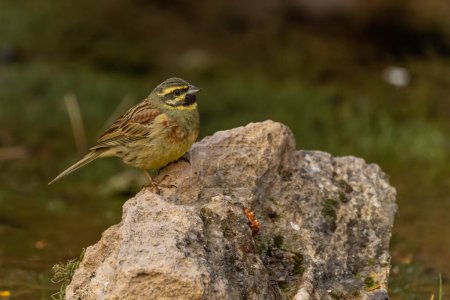 Common Bunting or Emberiza cirlus, perched on a stone