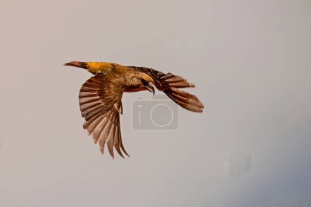 Photo for Crossbill or Loxia curvirostra, flying with wings spread - Royalty Free Image