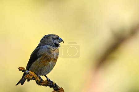 Photo for Crossbill or Loxia curvirostra, perched on a twig - Royalty Free Image