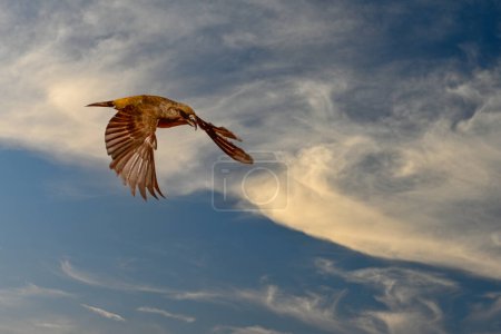 Photo for Crossbill or Loxia curvirostra, flying with wings spread - Royalty Free Image