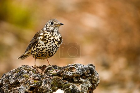 Photo for Common Thrush or Turdus viscivorus, perched on a rock - Royalty Free Image