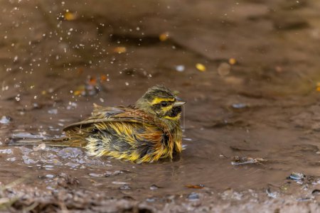 Photo for Common Bunting or Emberiza cirlus, preparing its bath - Royalty Free Image