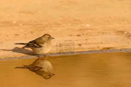 Foto de Pinzón común o coelebs de fringilla, ave paseriforme de la familia Fringillidae - Imagen libre de derechos