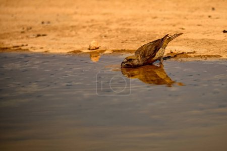 Photo for Crossbill or Loxia curvirostra, reflected in a golden spring - Royalty Free Image